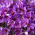 آموزش پرورش زعفران در زمین کشاورزی و آیروپونیک در تهران ارائه اطلاعاتی