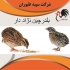 فروش جوجه بلدرچین تخمگذار طیور در تهران فروش جوجه بلدرچین تخمگذار