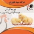 فروش جوجه مرغ گوشتی یک روزه با نژادهای مختلف بانک طیور ایران در تهران