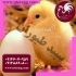 جوجه یک روزه گوشتی فروش جوجه یک روزه گوشتی در تهران جوجه یک روزه گوشتی