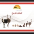 فروش خوراک شتر مرغ با بهترین قیمت در تهران خوراک مخصوص شتر مرغ در سنین