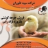 فروش جوجه مرغ گوشتی با کیفیت و سلامت در تهران فروش جوجه مرغ گوشتی