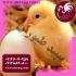 قیمت جوجه گوشتی تحویل فوری جوجه یک روزه طیور در تهران قیمت جوجه