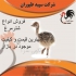 فروش و پرورش شترمرغ و جوجه شترمرغ با بالاترین کیفیت در تهران اگر