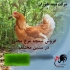 فروش جوجه نیمچه مرغ تخم گذار طیور در تهران جوجه نیمچه مرغ تخم گذار
