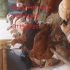 فروش مرغ گلپایگان اصلاح نژاد شده در شهریار مرغ گلپایگان اصلاح نژاد شده