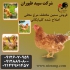قیمت مرغ تخم گذار محلی با تخم گذاری بسیار بالا در تهران قیمت مرغ تخم
