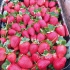 دوره آموزشی کشت صیفی جات گلخانه ای با مدرک در تهران آیا به کشت صیفی جات