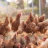 فروش انواع مرغ تخمگذار محلی و صنعتی (مجموعه نور ماکیان) مجموعه نور