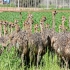 قیمت جوجه شترمرغ در اصفهان قیمت جوجه شترمرغ پیش فروش شترمرغ بهاره خرید