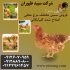 فروش مرغ محلی اصلاح شده با راندمان طیور در تهران فروش مرغ محلی اصلاح