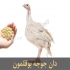 فروش دان بوقلمون طیور در تهران انواع دان بوقلمون دان بوقلمون