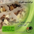 فروش عمده جوجه یک روزه گلپایگانی محلی طیور در تهران فروش عمده جوجه یک