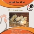 راس جوجه یک روزه گوشتی راس طیور در تهران راس جوجه یک روزه گوشتی راس