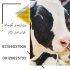 دوره آموزشی پرورش و پرواربندی گوساله های نر در تهران اهداف پروژه