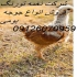 فروش جوجه مرغ بومی به صورت یک روزه و یک ماهه طیور در تهران شرکت نغمه