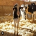 فروش گوساله سمینتال پرورش گوساله سمینتال در بندر ترکمن فروش گوساله