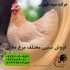 جوجه مرغ فروش جوجه مرغ در تمامی نژاد ها طیور در تهران فروش جوجه مرغ