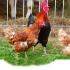 فروش جوجه بومی و فروش نیمچه مرغ و مرغ بالغ طیور در تهران فروش جوجه
