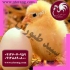 قیمت جوجه یک روزه نعیم با قیمت طیور طیور در تهران قیمت جوجه یک روزه