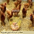 خرید و فروش مرغ محلی ومرغ تخمگذارمحلی در تهران خرید و فروش مرغ تخمگذار