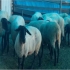دوره آموزشی پرورش گوسفند داشتی تئوری و عملی در تهران گوسفند داشتی