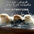 جوجه رسمی فروش جوجه رسمی در ارومیه جوجه رسمی فروش جوجه رسمی جوجه رسمی