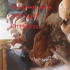 پرورش مرغ گلپایگان در تهران پرورش مرغ بومی گلپایگان اصلاح نژاد شده