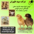 فروش مرغ تخم گذار جهادی جوجه یک روزه طیور در تهران فروش مرغ تخم گذار