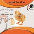 خرید و فروش جوجه یک روزه مرغ گوشتی در تهران خرید و فروش جوجه یک روزه
