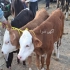 خرید گوساله‌های سیمینتال با اصالت بالا و قیمت مناسب در روانسر اگر