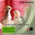 عرضه مرغ بومی در تهران مرغ بومی طیور مرغ بومی آماده ارائه خدمات به شما