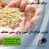 فروش دان مرغ دان با کیفیت در تهران فروش دان مرغ دان با کیفیت استان