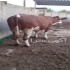 فروش گوساله سیمینتال ماده با بالاترین کیفیت در قیدار فروش گوساله