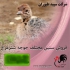 خرید جوجه شترمرغ دان جوجه شترمرغ طیور در تهران جوجه شترمرغ