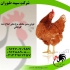 فروش مرغ محلی گلپایگان در سنین مختلف با کیفیت بالا در تهران فروش مرغ
