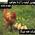 فروش نیمچه مرغ تخم گذار محلی در تهران فروش نیمچه مرغ تخم گذار محلی