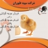 نحوه خرید و قیمت جوجه مرغ یک روزه گوشتی طیور در تهران نحوه خرید و قیمت