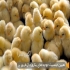 فروش جوجه یک روزه قیمت جوجه یک روزه طیور در تهران فروش جوجه یک روزه