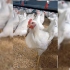 دوره آموزش پرورش طیور در تهران آموزش تخصصی پرورش مرغ بلدرچین بوقلمون