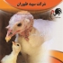خرید و فروش انواع بوقلمون دان بوقلمون &#۱۶۰; طیور در تهران خرید