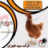 قیمت مرغ تخم گذار محلی با تخم گذاری بسیار بالا در تهران قیمت مرغ تخم