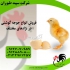 جوجه مرغ گوشتی قیمت جوجه یک روزه گوشتی طیور در تهران فروش جوجه مرغ