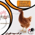 فروش مرغ تخم گذار محلی یک ماهه طیور در تهران فروش مرغ تخم گذار محلی یک