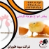فروش مرغ گوشتی فروش انواع جوجه گوشتی در تهران فروش مرغ گوشتی فروش