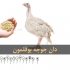 فروش و قیمت دان مخصوص بوقلمون طیور در تهران فروش و قیمت دان مخصوص