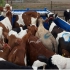 فروش انواع گوساله سمینتال اصیل با مجوز در کوار فروش انواع گوساله
