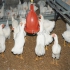 قیمت جوجه محلی فروش جوجه مرغ گوشتی طیور در تهران قیمت جوجه محلی