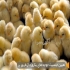 فروش عمده جوجه مرغ تخم گذار یک روزه طیور در تهران فروش عمده و جزیی
