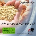 قیمت دان بوقلمون قیمت جوجه یک روزه بوقلمون در تهران قیمت دان بوقلمون